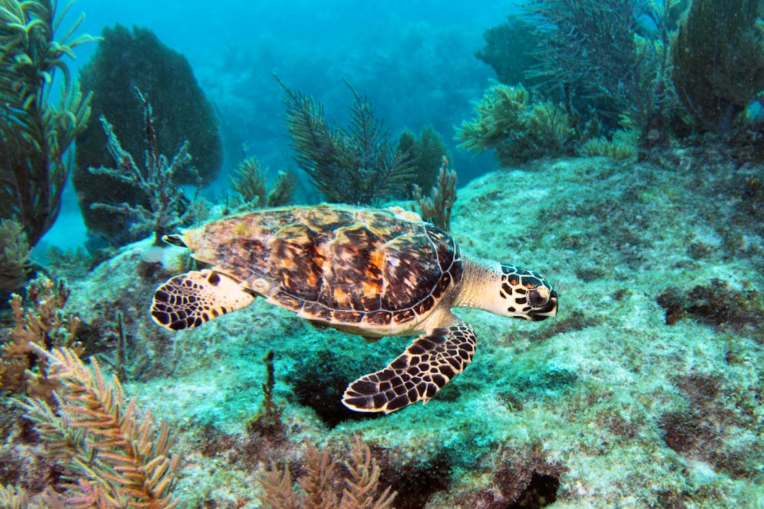 2014.12.16 - Hawksbill Sea Turtle - Florida - Joe Quinn-Alamy Stock Photo