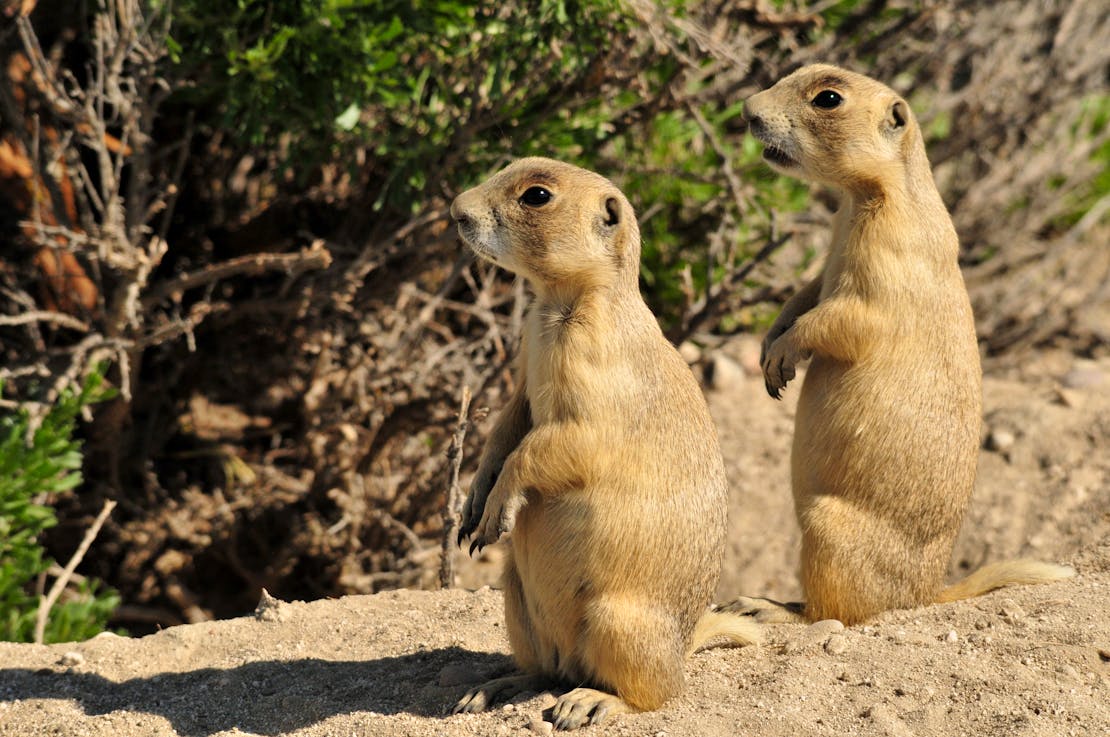 2016.06.12 - White Tailed Prairie Dogs - Seedskadee National Wildlife Refuge - Wyoming - Tom Koerner - FWS