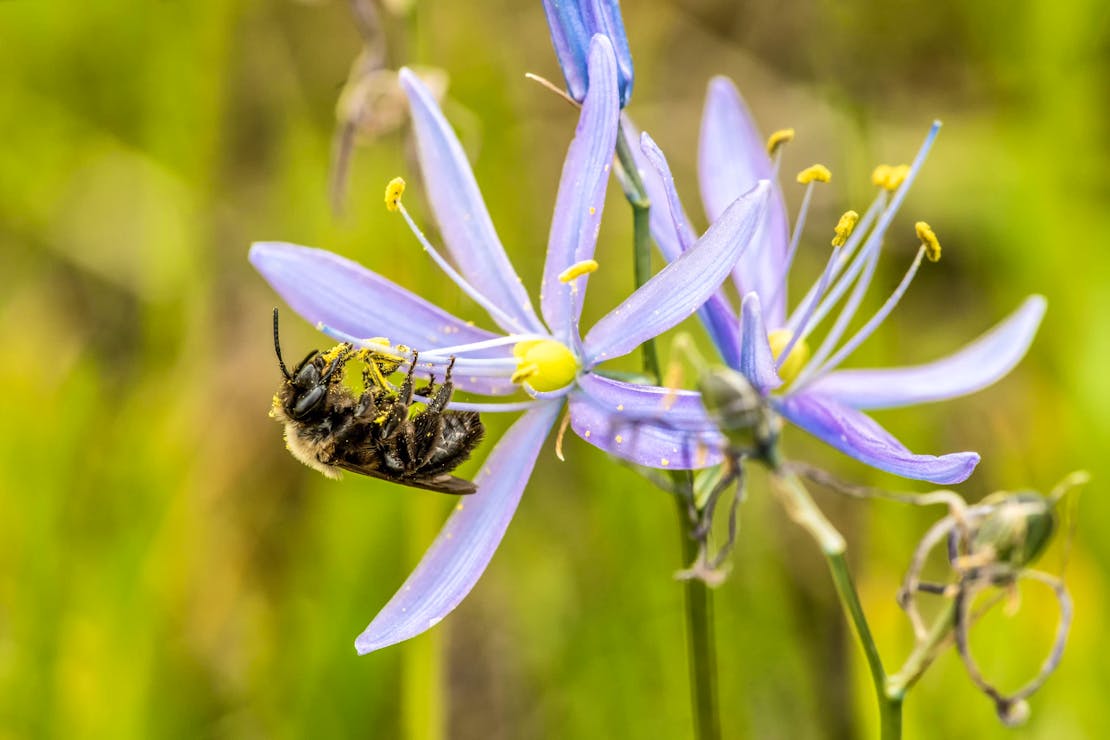 2018.05.11 - Franklin's Bumblebee on Wildflower - Washington - Janet Horton