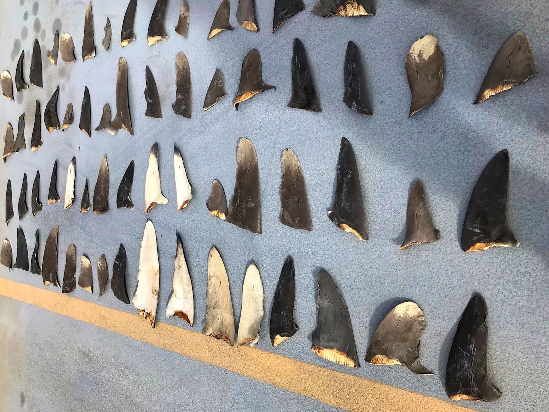 2019.12.13 - Shark Fins Seized from Boat - USFWS