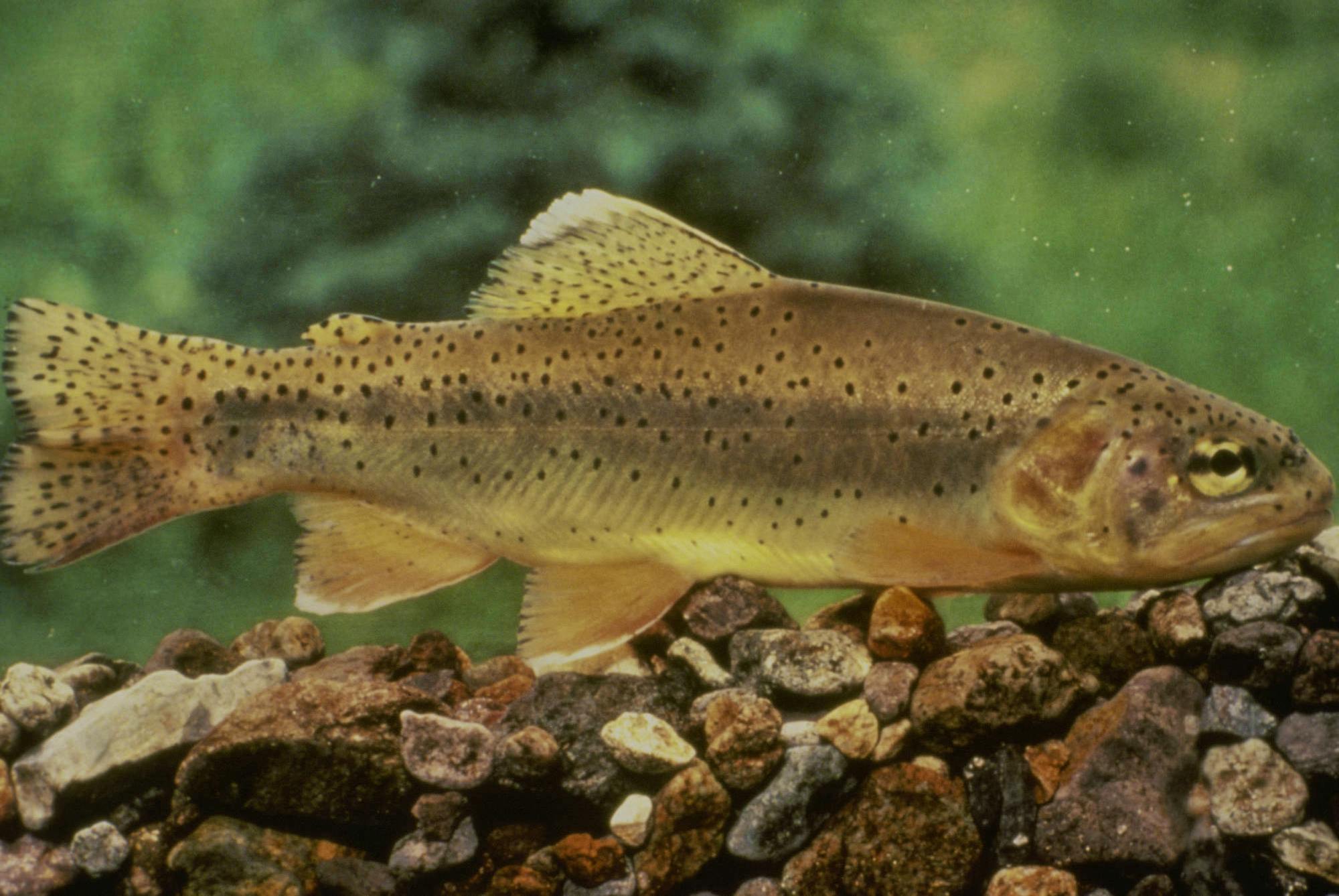 Apache Trout Swimming Above Rocks