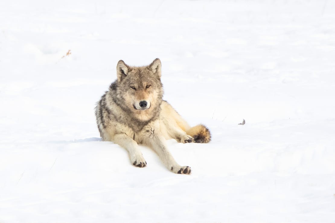 2021.03.27 - Gray Wolf Laying in Snow - Yellowstone National Park - Wyoming - John Morrison