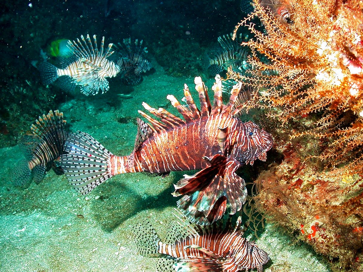 FGBNMS_-_Indo-Pacific_lionfish_(27985948245)_Marsha Skoczek/NOAA