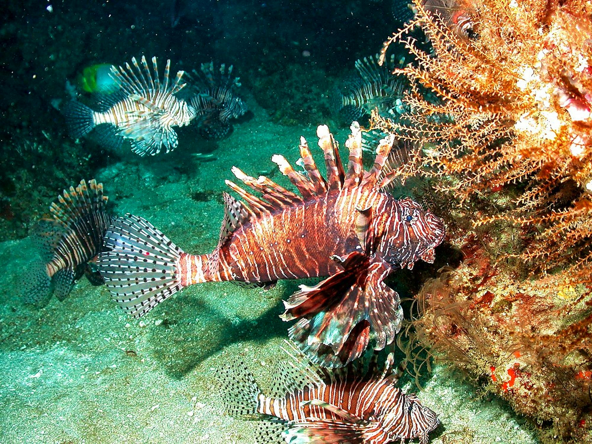 FGBNMS_-_Indo-Pacific_lionfish_(27985948245)_Marsha Skoczek/NOAA