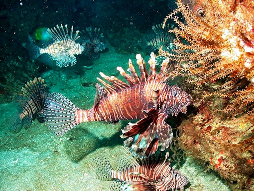 FGBNMS_-_Indo-Pacific_lionfish_(27985948245)_Marsha Skoczek/NOAA