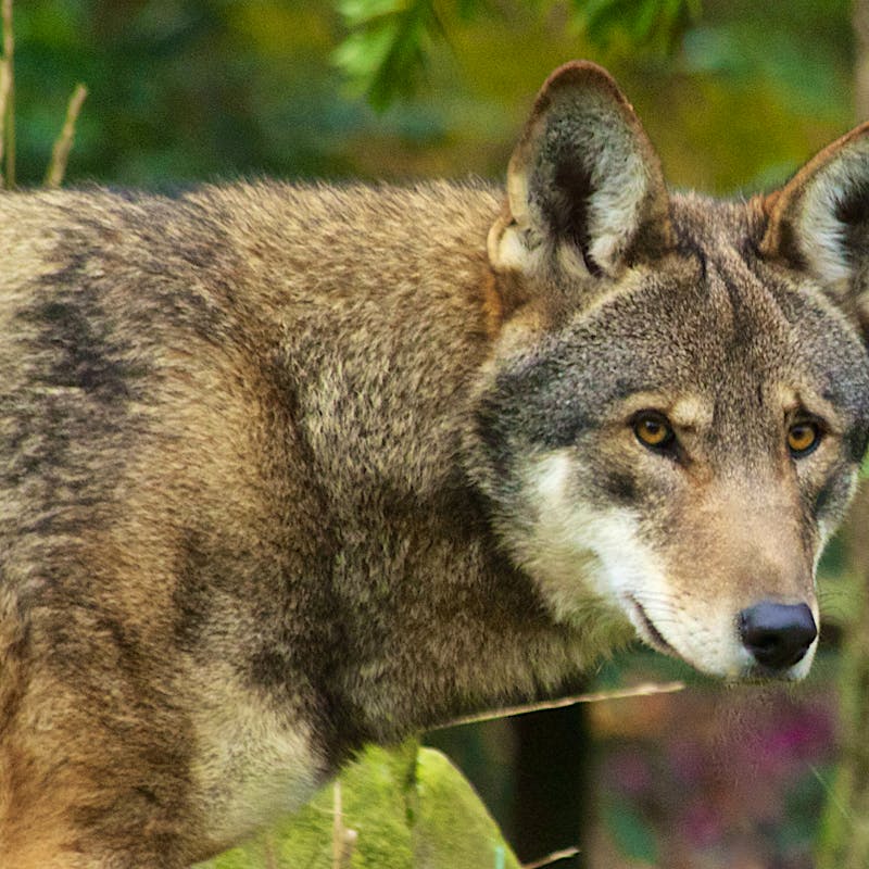 Red Wolf - B.Bartel-USFWS