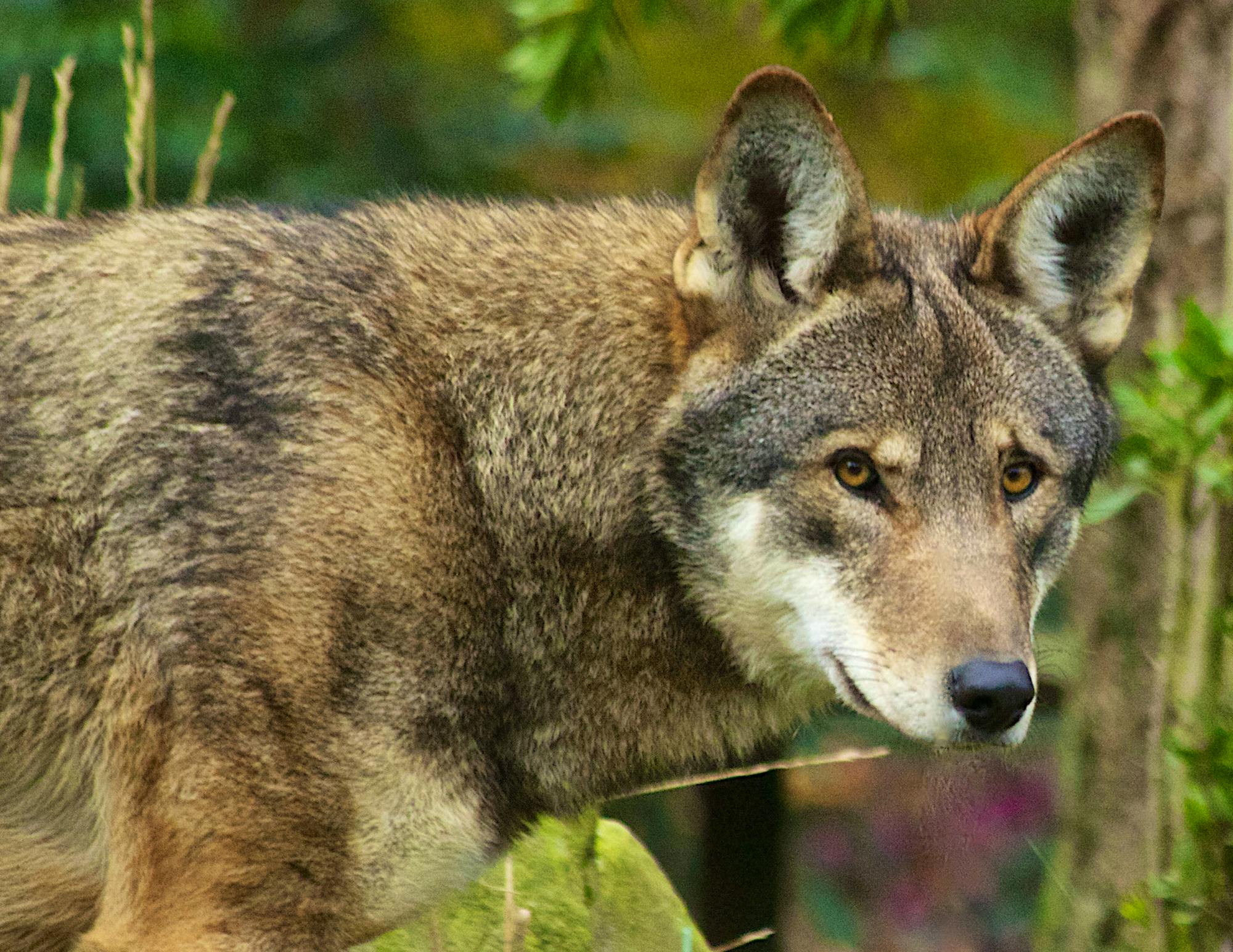 Red Wolf - B.Bartel-USFWS