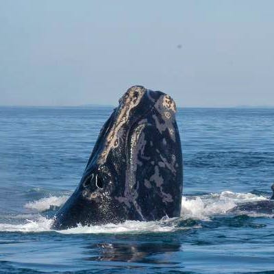 North Atlantic Right Whale