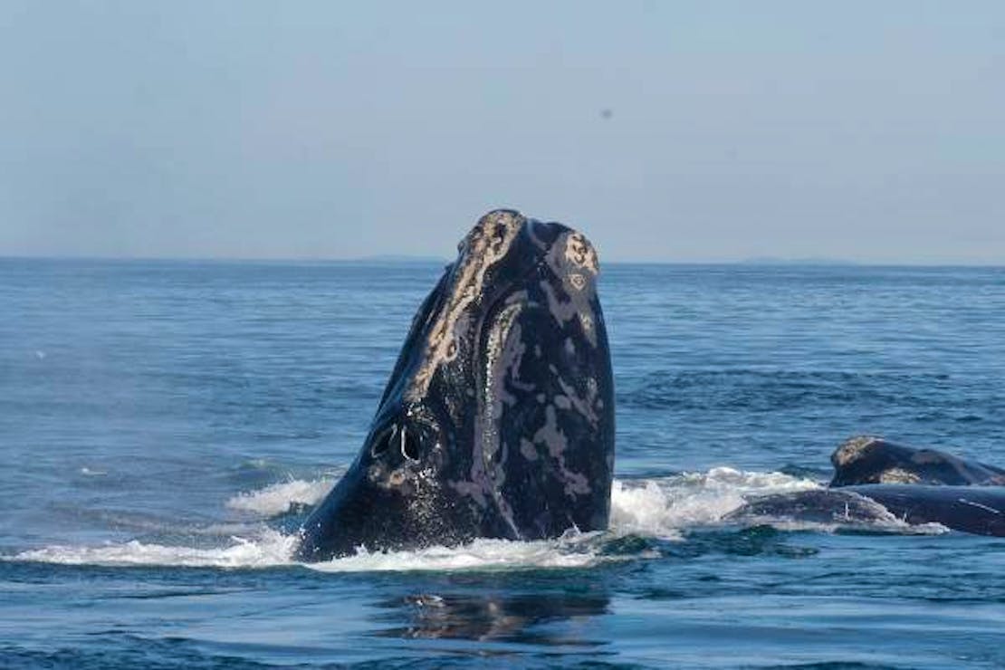 North Atlantic Right Whale