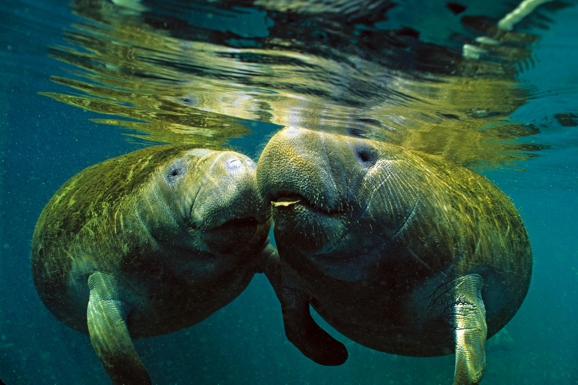 2006.03.23 - Two Florida Manatees - Florida - Dan Bailey-iStockphoto