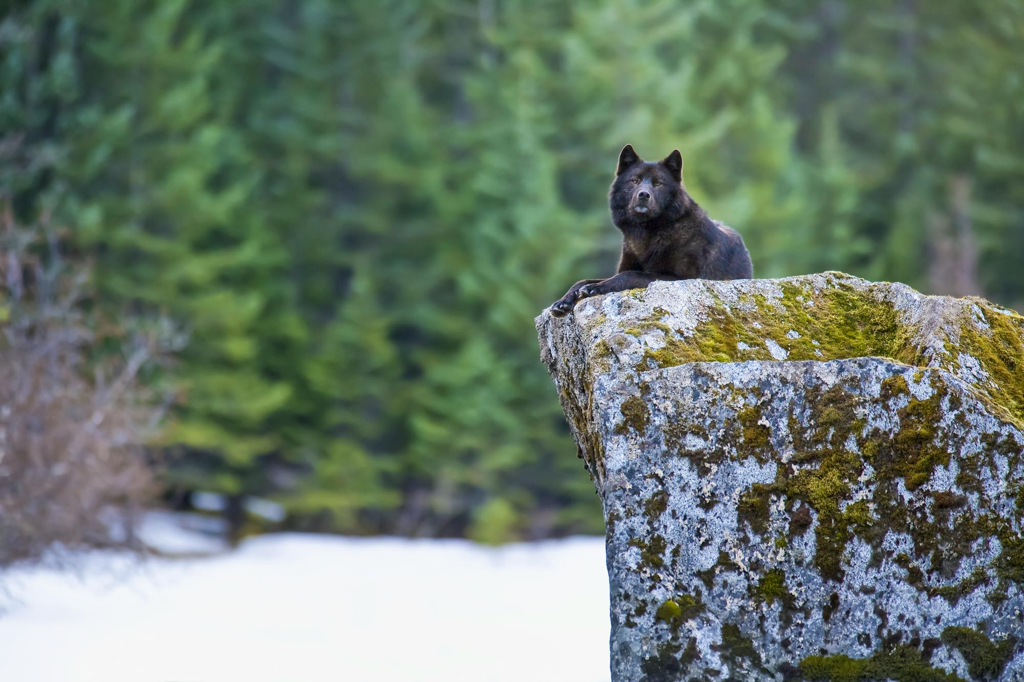 2006.03.28 - Alexander Archipelago Wolf on Boulder - Alaska - John Hyde-Wild Things Photography