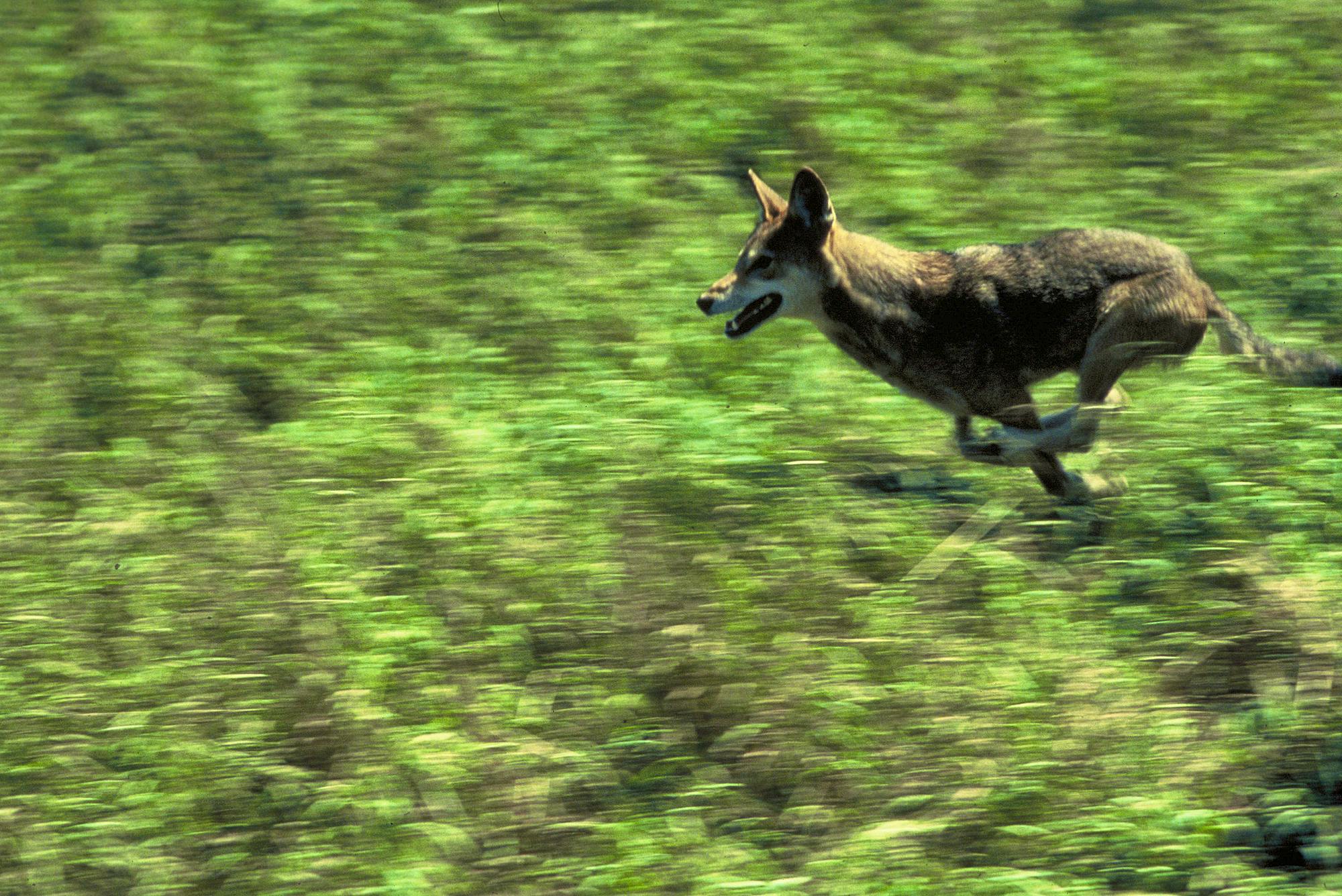 2011.05.24 - Running Red Wolf - Curtis Carley - USFWS