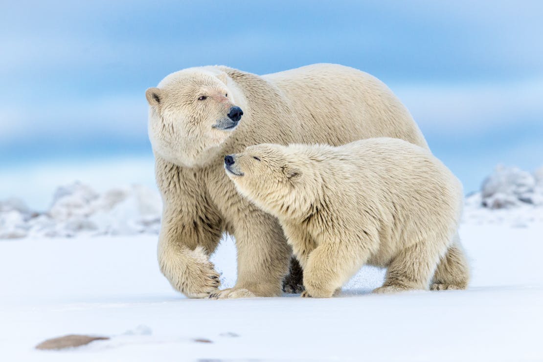 2015.10.05 - Polar Bear Mother With Cub - Arctic National Wildlife Refuge - Alaska - Debbie Tubridy