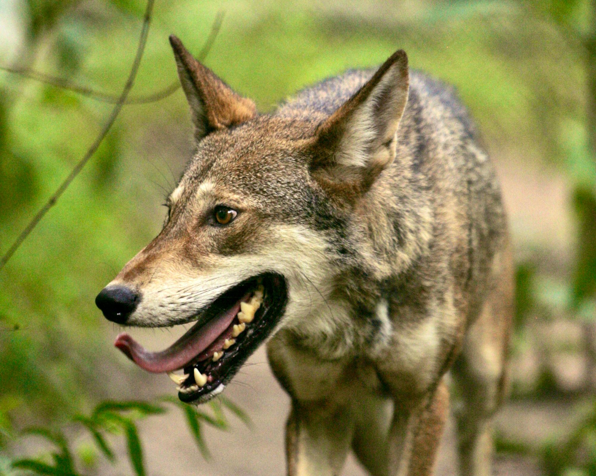 2016.11.04 - Red Wolf - Alligator River National Wildlife Refuge - North Carolina - Steve Hillebrand - FWS