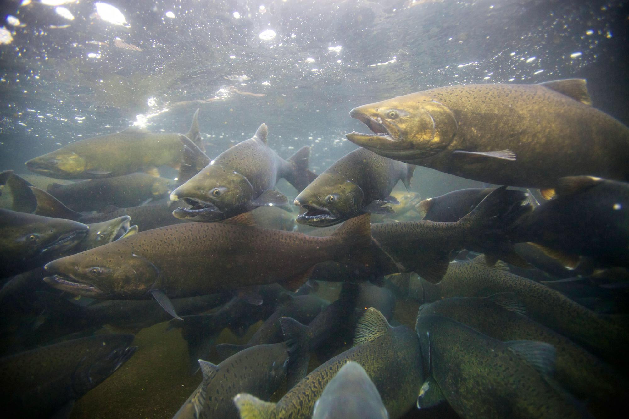 2020.02.26 - Chinook Salmon - Spawing in Fall - Pacific Northwest - Ryan Hagerty-USFWS