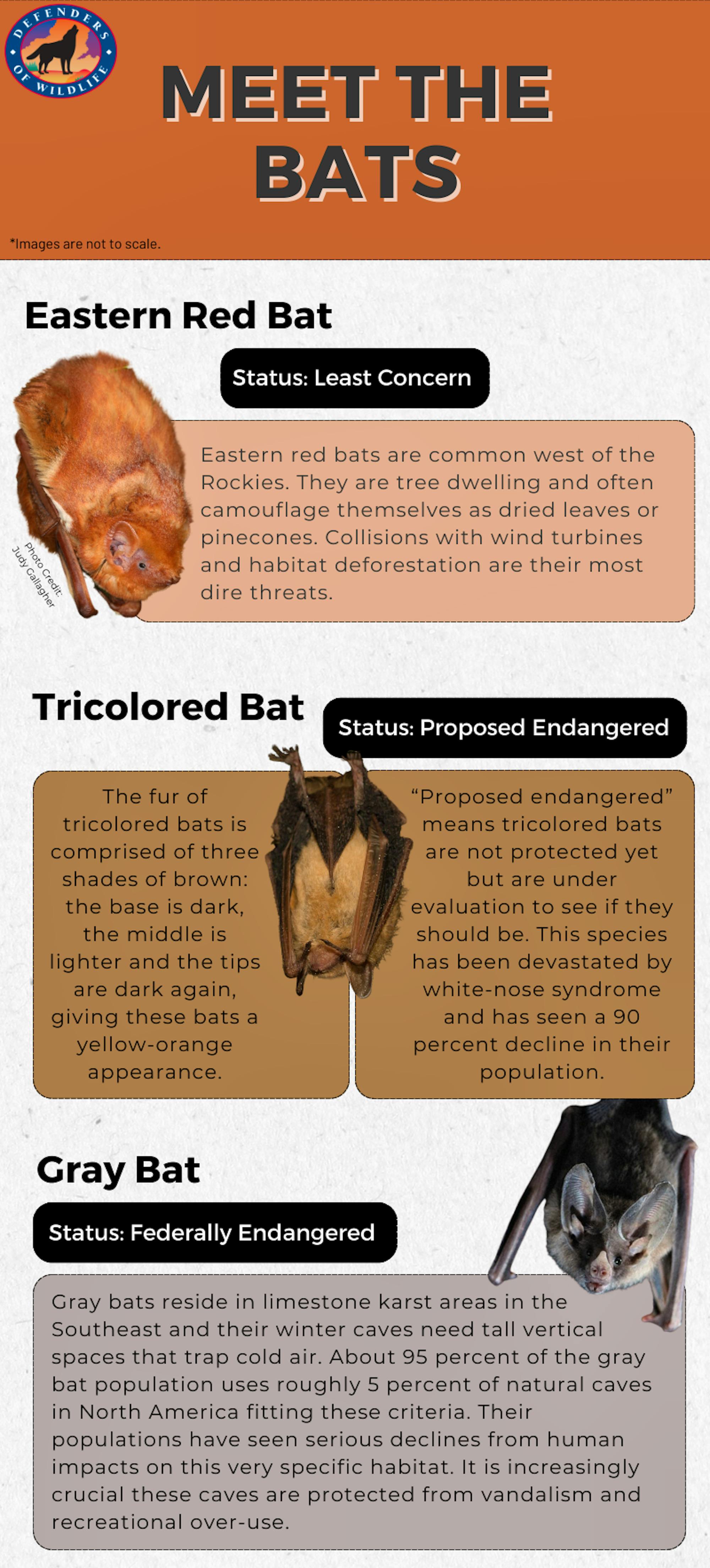 Final Bat It’s a Bird... It’s a Plane... It's Bats, Man! | Defenders of Wildlife