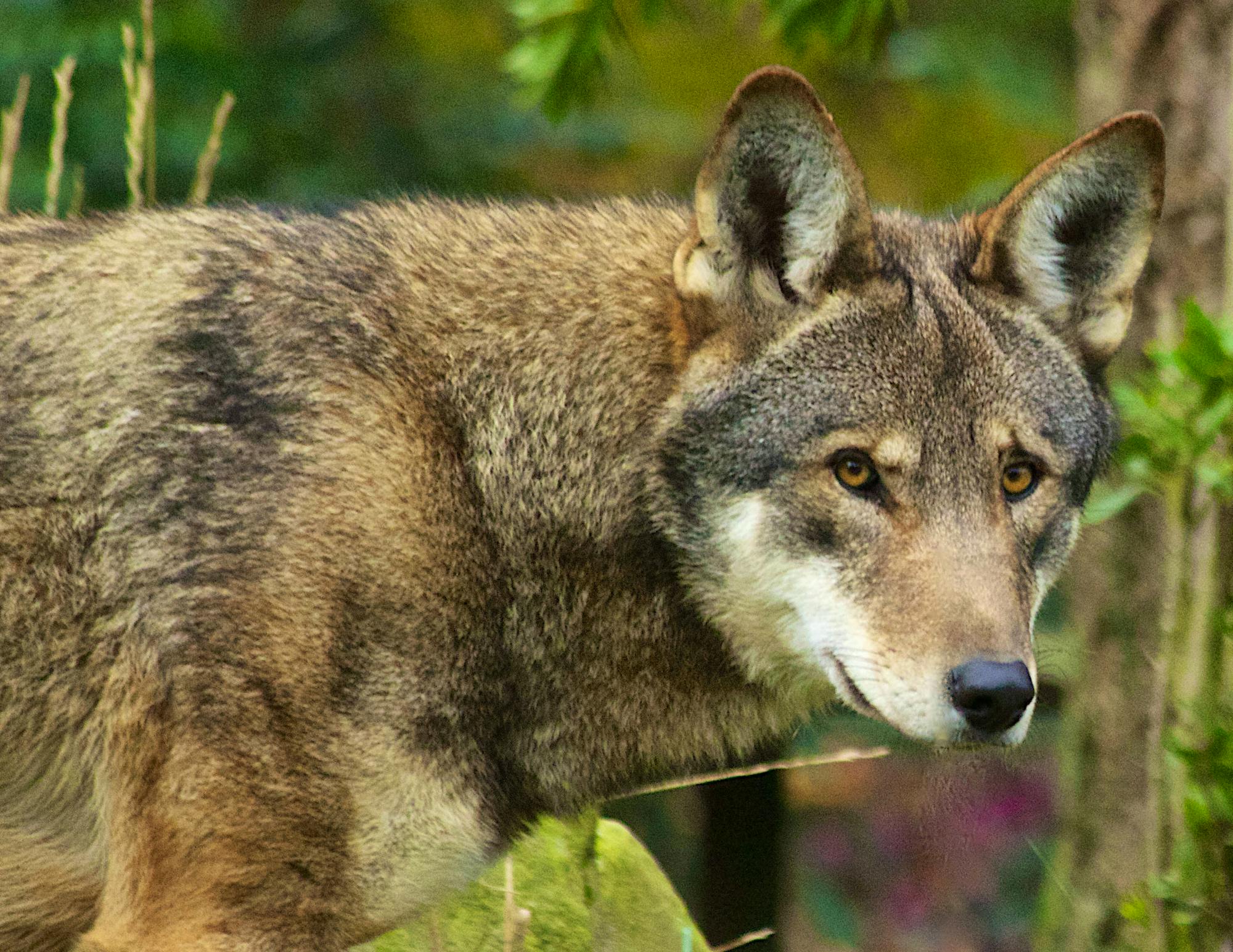 Red Wolf - B.Bartel-USFWS