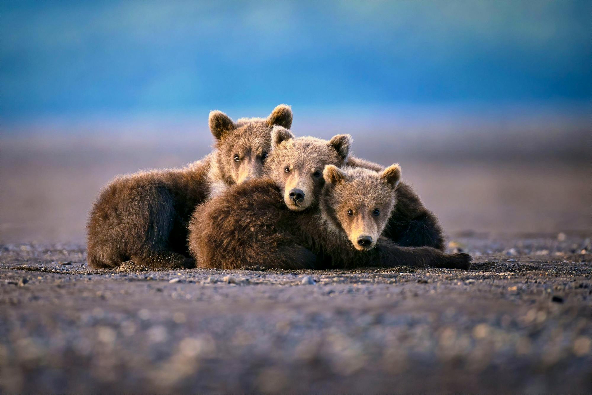 Brown Bears Cuddling