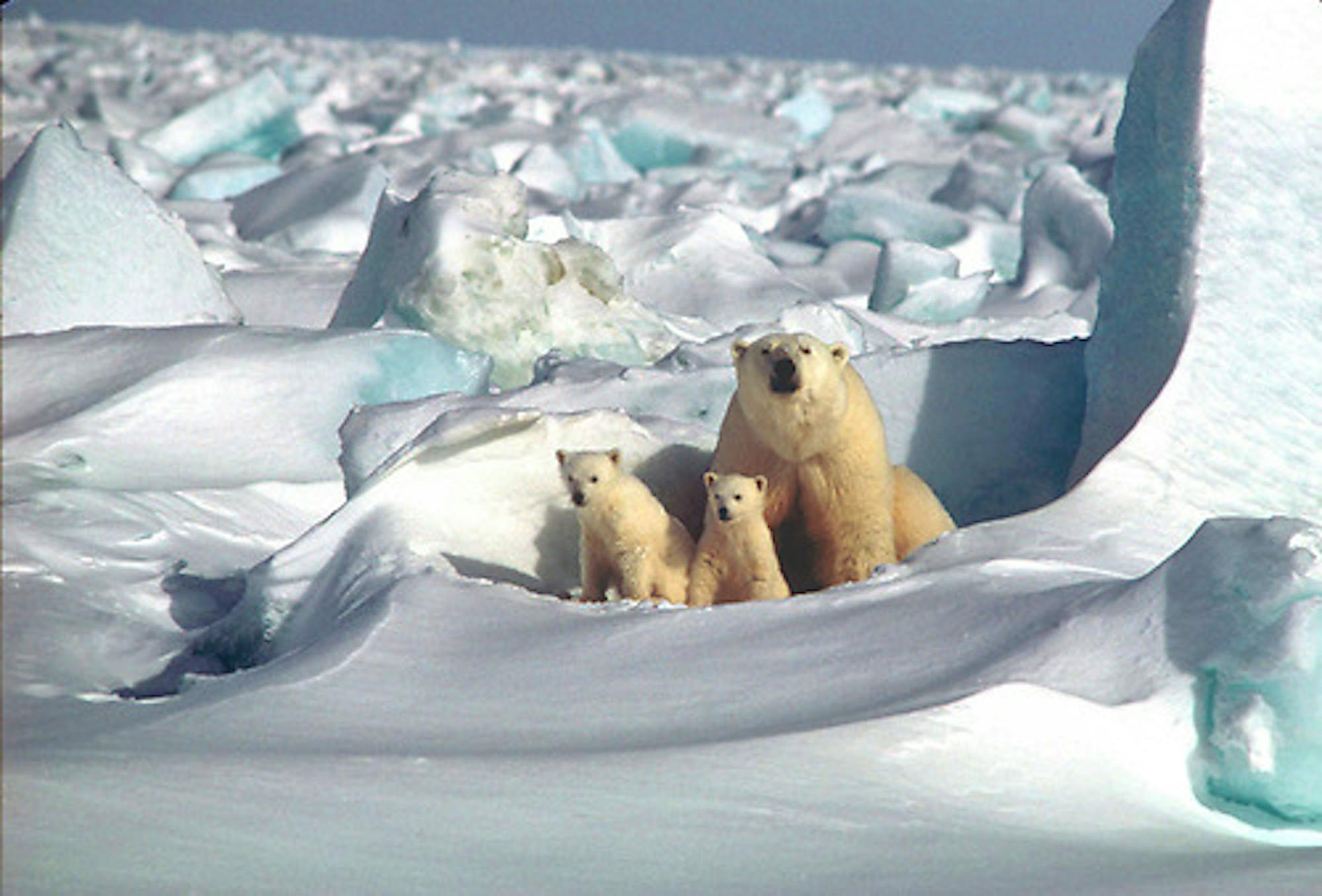 2001 - Polar Bears - Mom and Cubs - Steven Amstrup USGS