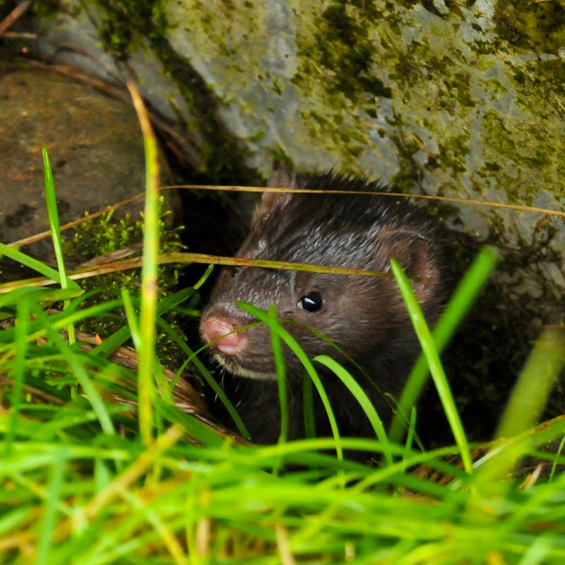 brown mink looks out from under rock and grass