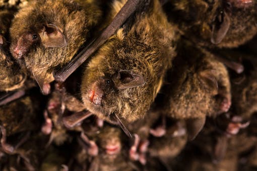 2015.05.10 - Indiana Bat - Kentucky - Ryan Hagerty-USFWS