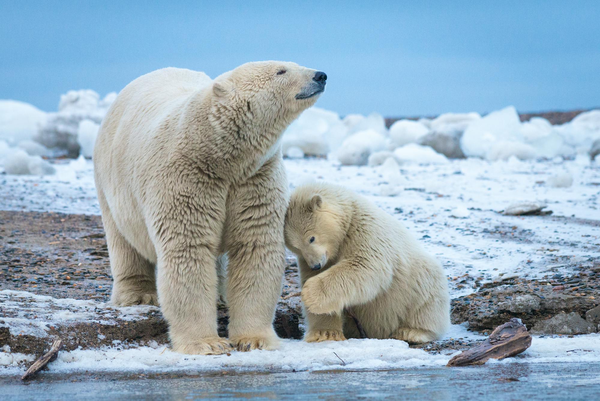 2015.10.03 - Polar Bear Mother With Cub - Arctic National Wildlife Refuge - Alaska - Debbie Tubridy 