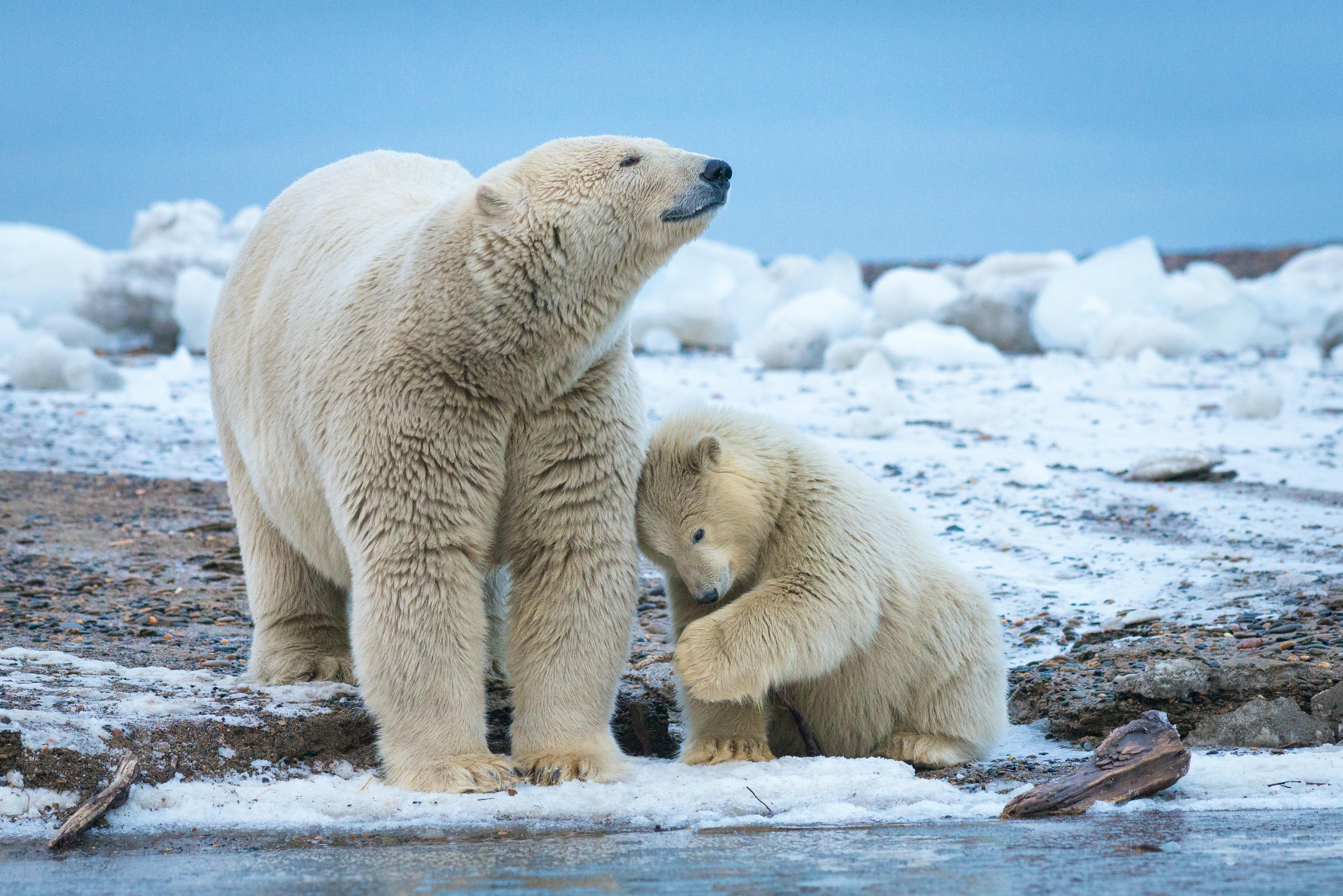2015.10.03 - Polar Bear Mother With Cub - Arctic National Wildlife Refuge - Alaska - Debbie Tubridy