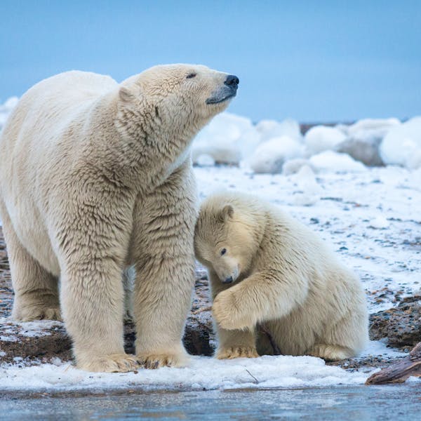 2015.10.03 - Polar Bear Mother With Cub - Arctic National Wildlife Refuge - Alaska - Debbie Tubridy