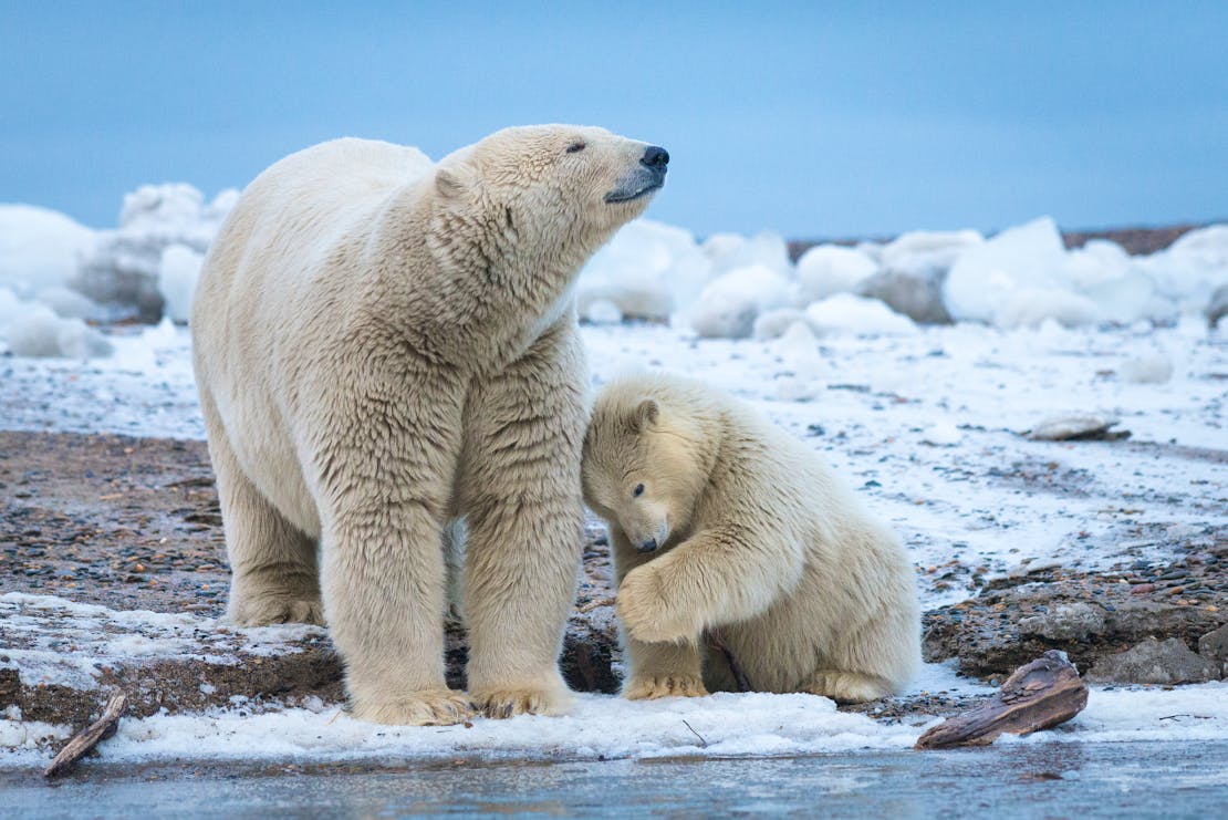 2015.10.03 - Polar Bear Mother With Cub - Arctic National Wildlife Refuge - Alaska - Debbie Tubridy