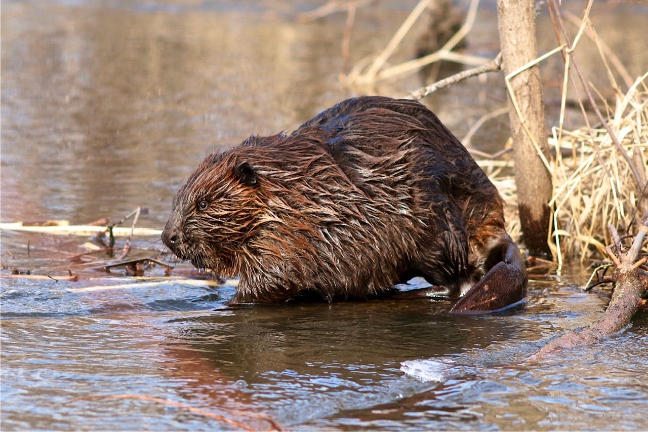 2016.10.29 - Beaver in Water - Trempealeau National Wildlife Refuge - Wisconsin - Larry Palmer - USFWS
