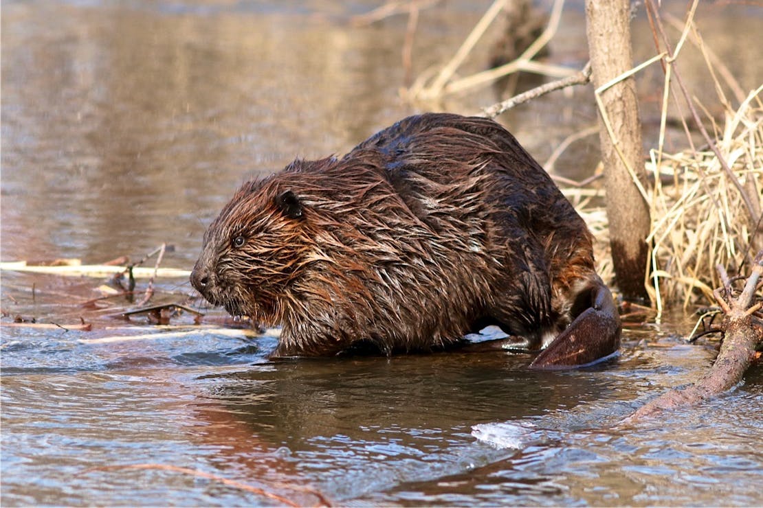 2016.10.29 - Beaver in Water - Trempealeau National Wildlife Refuge - Wisconsin - Larry Palmer - USFWS