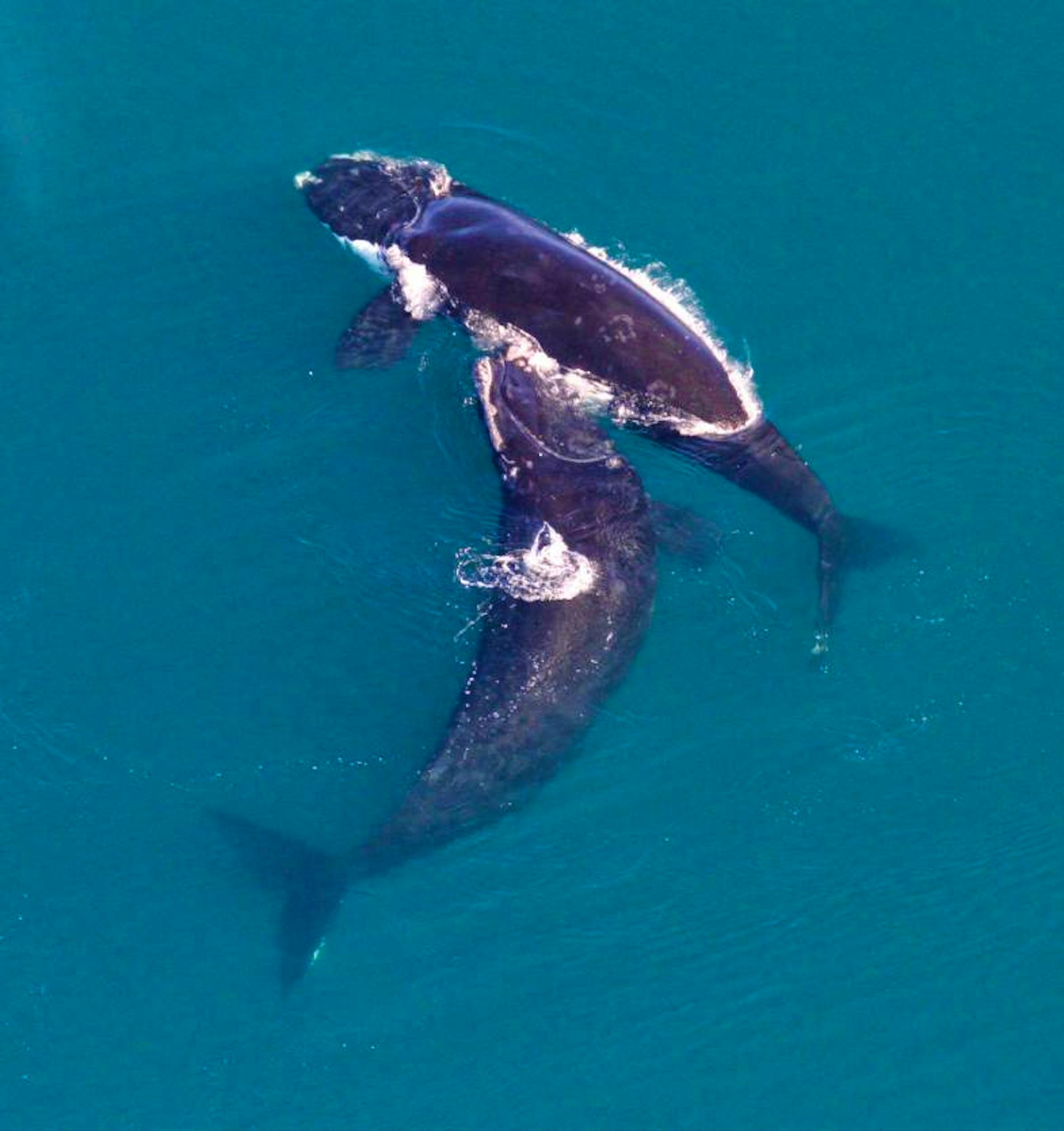 Two North Atlantic Right Whales - Gray's Reef National Marine Sanctuary 