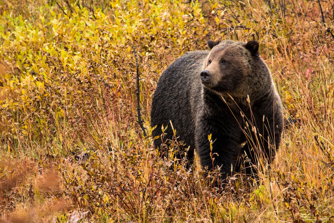 2017.09.30 - Grizzly Bear - Grand Teton National Park - Wyoming - NPS-Adams