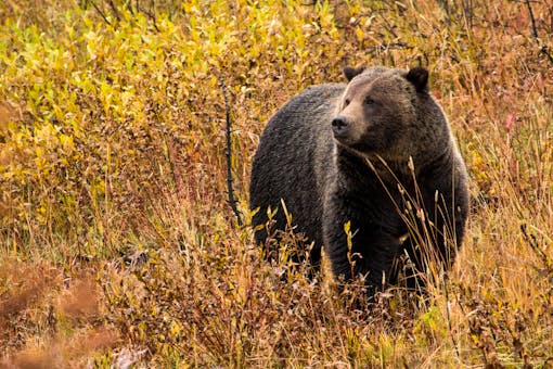 2017.09.30 - Grizzly Bear - Grand Teton National Park - Wyoming - NPS-Adams