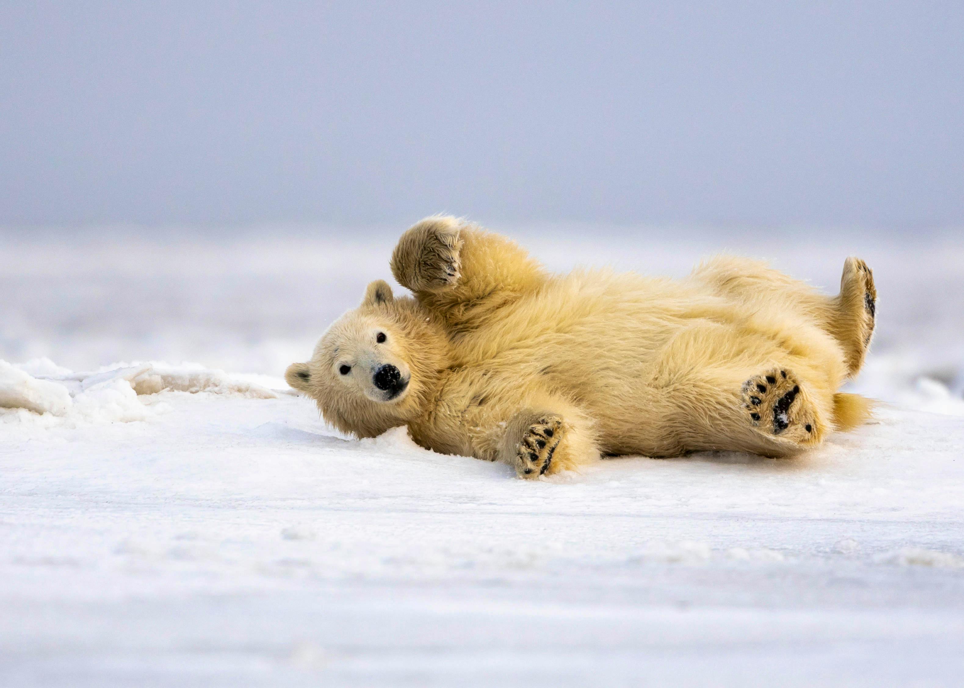 2018.10.11 - Polar Bear Waving - Alaska - Tom Ingram - Alamy Stock Photo