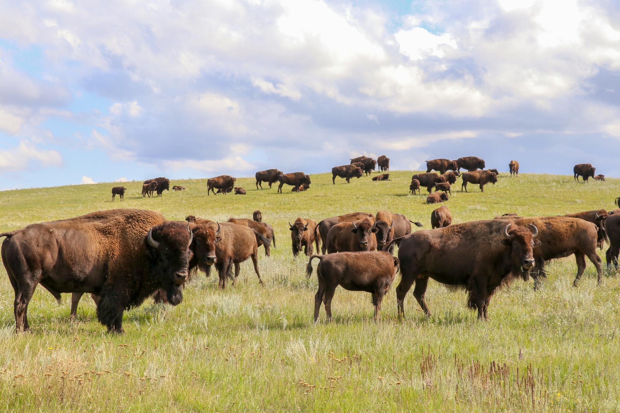 2019.08.22 - Fort Peck Bison Release - Cultural herd - MS landscape - Chamois Andersen-DOW