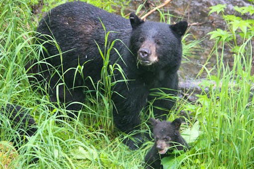 2019.12.27 - Black Bear Momma with Cub - Tongass National Forest - Alaska - Jen Christopherson - DOW