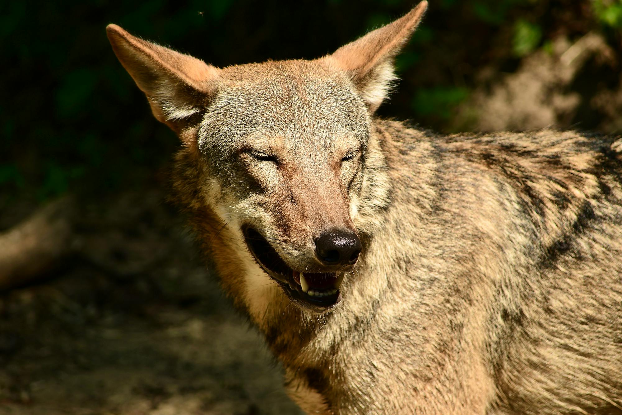 2020.08.29 - Red Wolf Smiling - Robert Wilcox