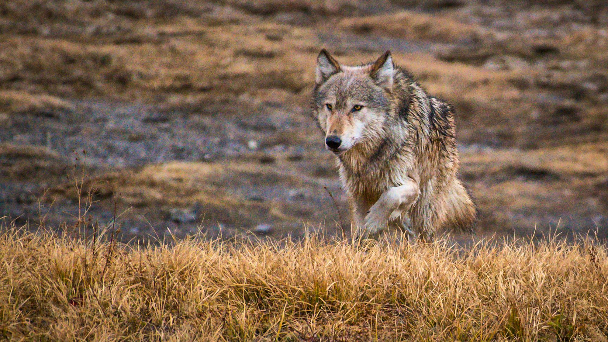 2020.10.21 - Gray Wolf - Idaho - William Krumpelman