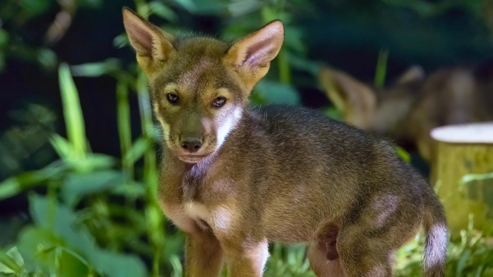 Red Wolf pup