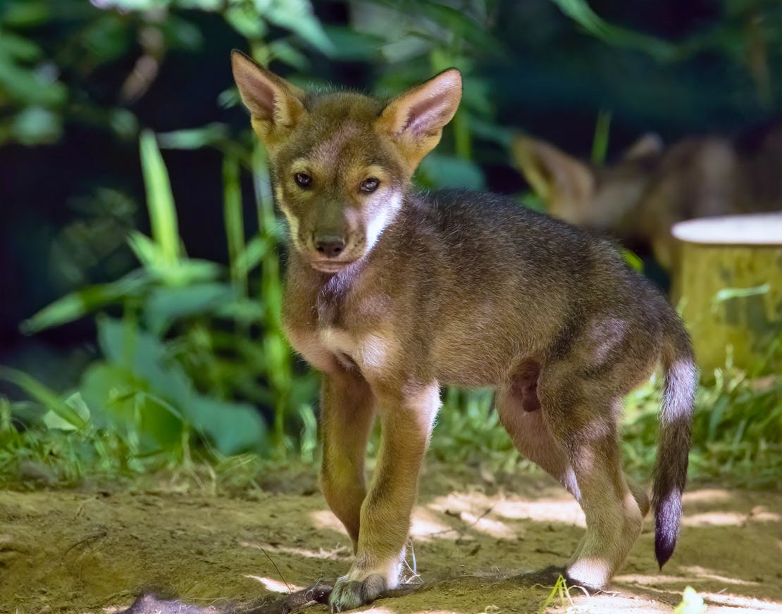 Red Wolf pup