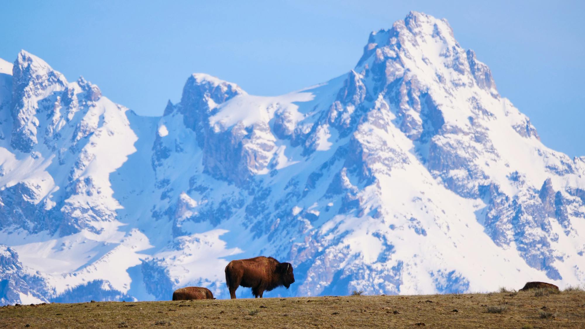 2023.04.26- Bison in Nat. Elk Refuge-Kari Cieszkiewicz-USFWS