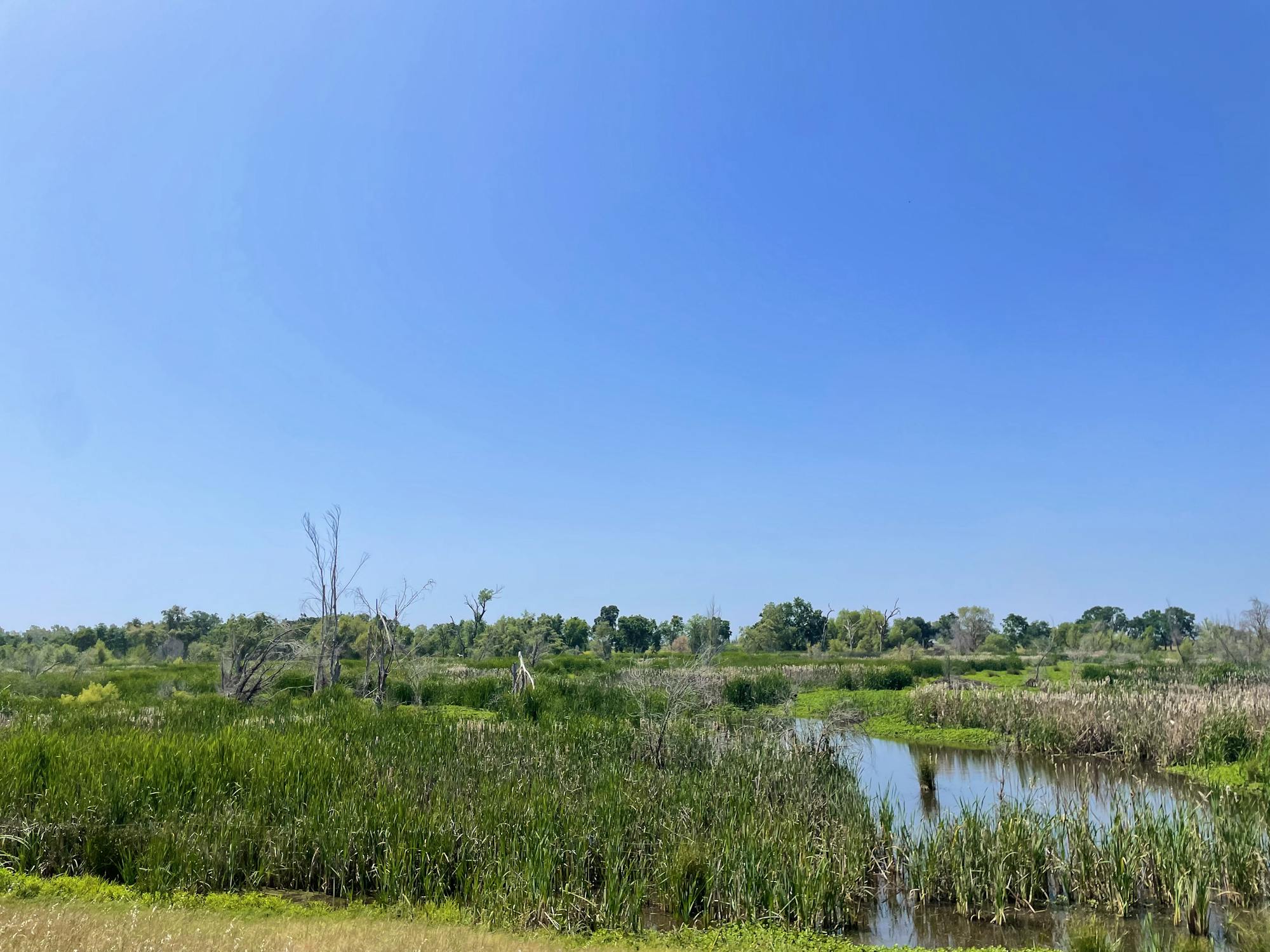 -Marsh in Doty Ravine