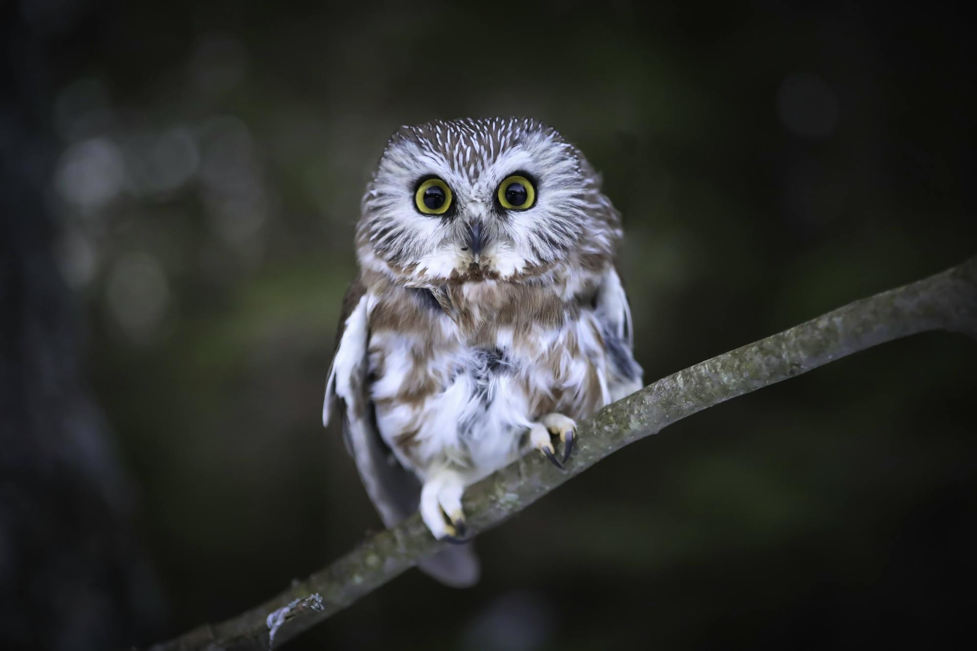 2019.3.29-NorthernSaw-Whet Owl- Andy Witchger CC BY 2.0 DEED