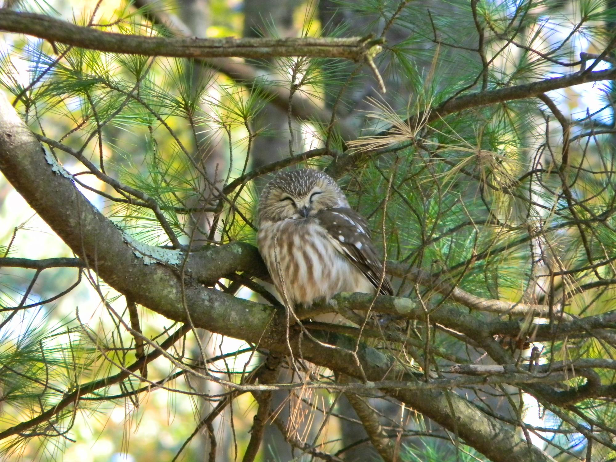 2012.10.13- SE-Northern Saw-whet Owl at Rachel Carson National Wildlife Refuge-Credit: Bri Rudinsky/USFWS