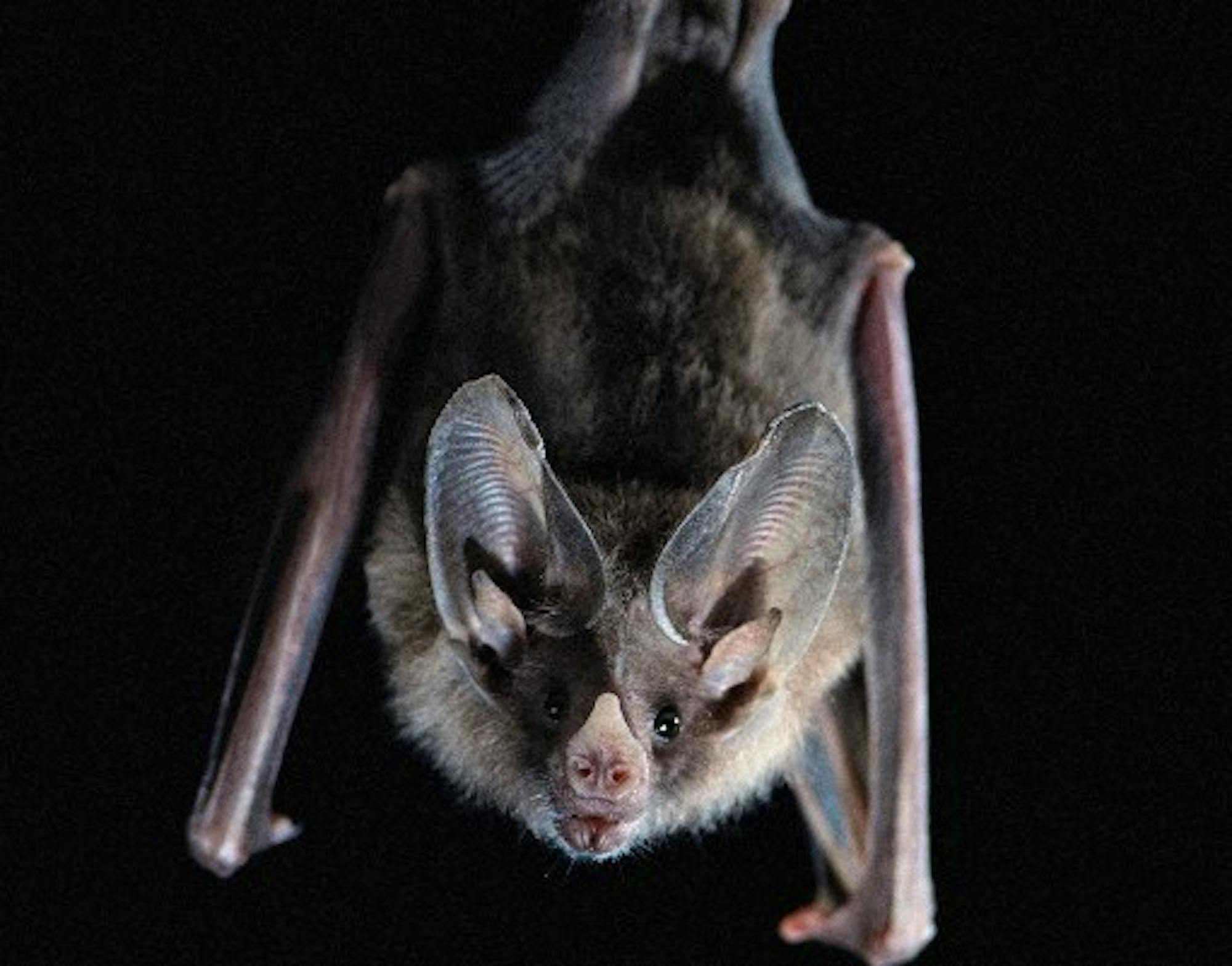 Gray Bat - Cross Creek National Wildlife Refuge - Tennessee - USFWS