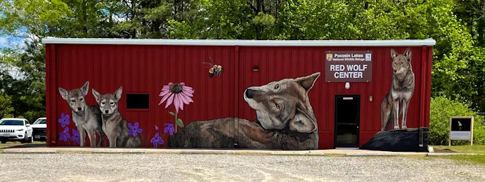 Repainting the Picture for Red Wolves and Wildlife | Defenders of Wildlife