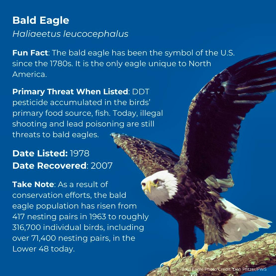 Bald Eagle Fact