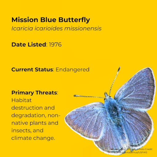 Mission Blue Butterfly   Icaricia icarioides missionensis      Date Listed: 1976      ESA Status: Endangered      Primary Threats: Habitat destruction and degradation, non-native plants and insects, and climate change. 