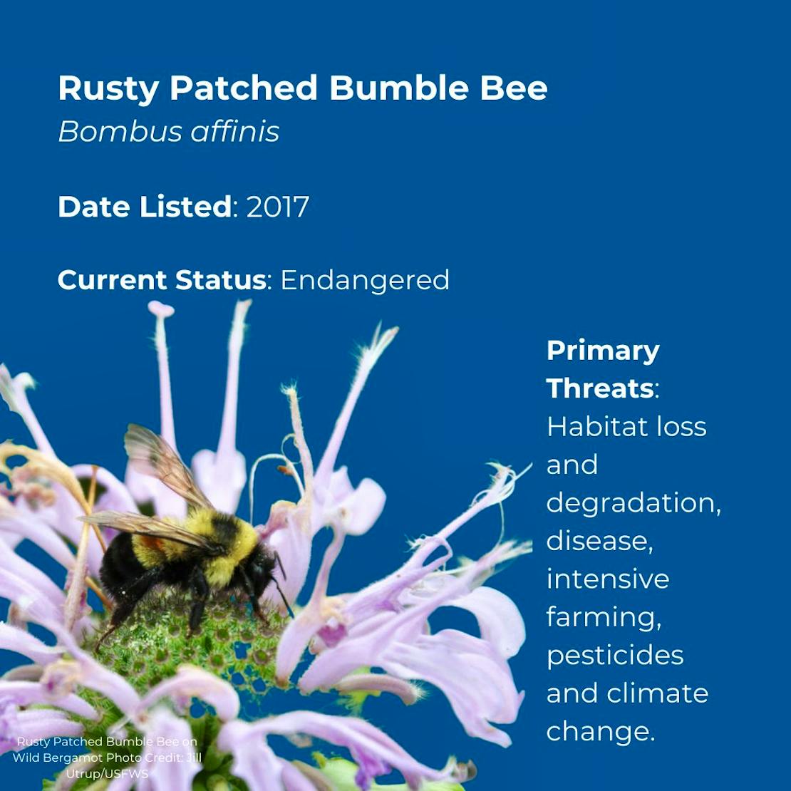 Rusty Patched Bumble Bee Facts